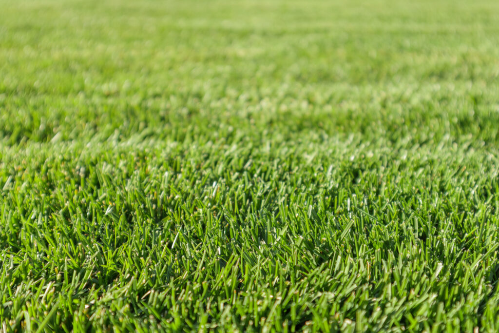 When and How To Fertilize Your Lawn?